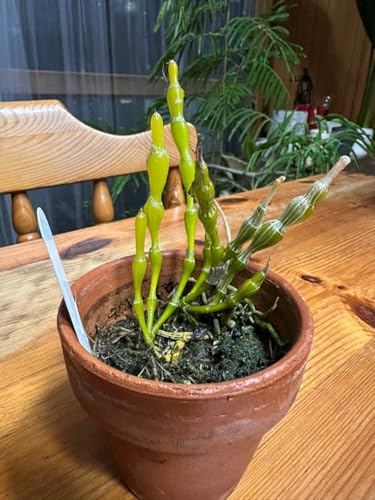 観葉植物 デンドロビウム」の人気商品一覧 | 安い商品を通販サイトから