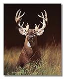 Trophy Buck Deer With Big Rack Wall Picture Art Print