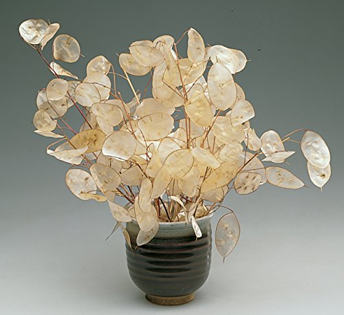 Burpee Money Plant Lunaria Seeds 100 seeds