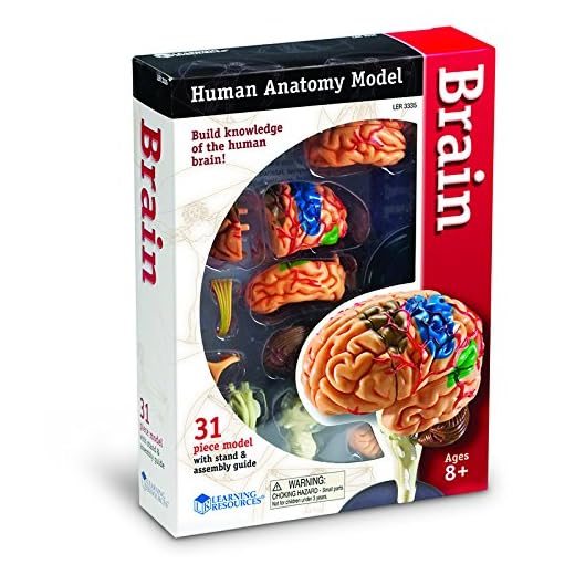 LEARNING RESOURCES MODEL BRAIN ANATOMY (Set of 6)