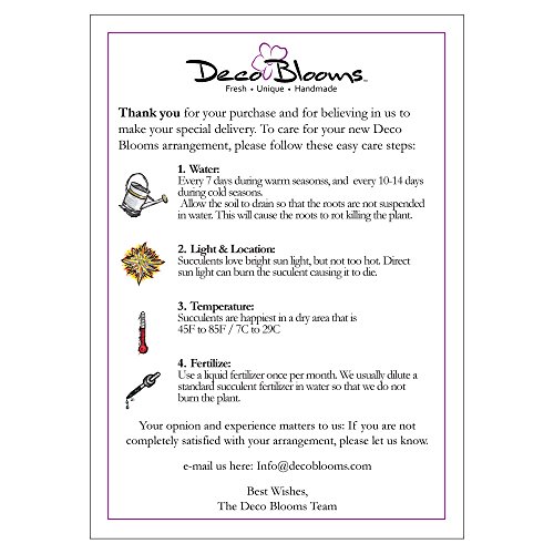 decoblooms premium orchid plant  534 blooms modern pot live indoor gift for birthday anniversary sympathy thank you get well