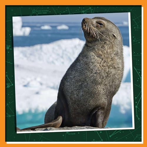 Winter Wonders: Cuddle Up with A Fur Seal Pup