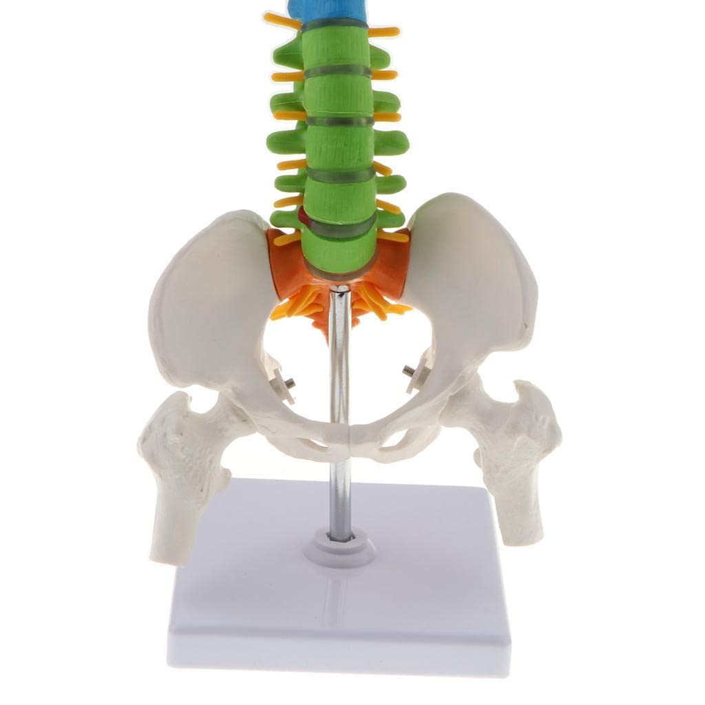 Modello Colonna Vertebrale Umana con Dischi Intervertebrali Riproduzione Anatomica Flessibile in PVC Forniture Didattiche per Studenti Attivit,
