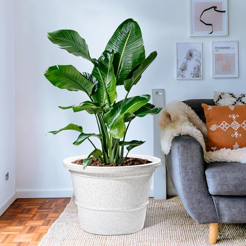Image of Kuber Industries 22-Inch Roto Mould German Polymer Extra Large Big Size Flower Pot | Indoor /Outdoor Tree Gamla Planter for Living Room, Resorts, Hotels, Terrace & Garden | Marble Victoria - White