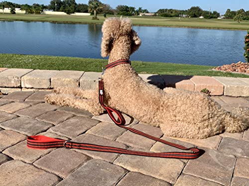 Black Rhino Dog Leash - Heavy Duty - Medium & Large Dogs | 5Ft Long Leashes | Two Traffic Padded Comfort Handles For Safety Control Training - Double Handle Reflective Lead - (5 Ft, Red/Bl) #TOP5