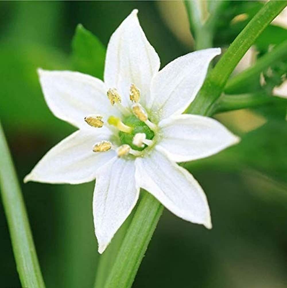 TYNYY 4pcs Zephyranthes Bulbs for Planting Rain Lilies High Ornamental Value Create A Beautiful Environment Gardens Courtyards Decoration