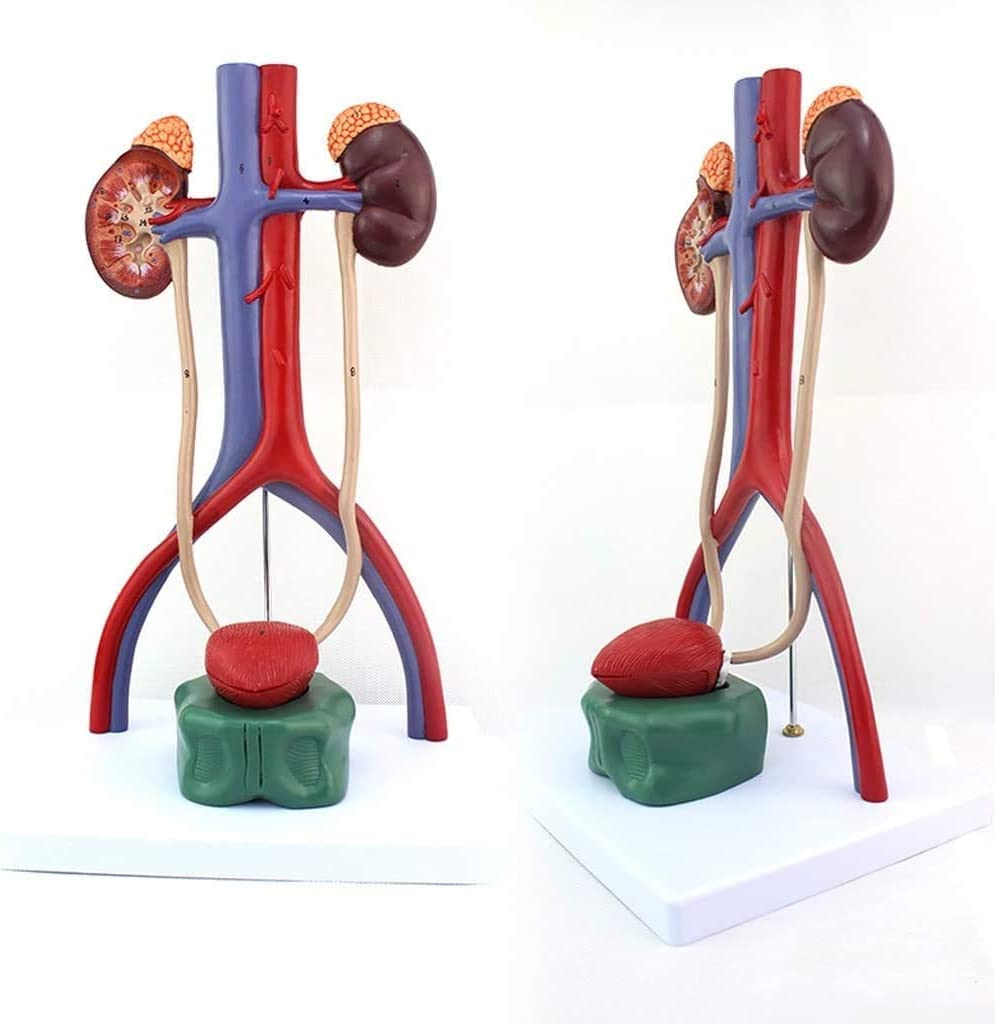 Sjdopulse Medical Anatomical Human Organ Model Human Urinary System Model Renal Ureter Bladder Urethra Anatomical Model For Medical Educational Training Aid,A