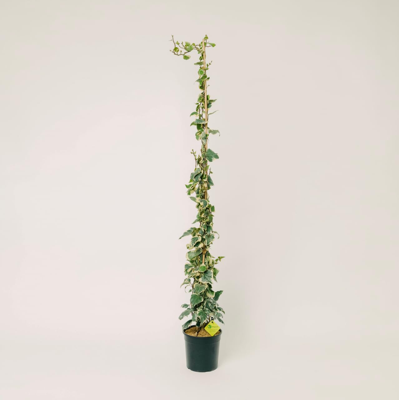 Hedera Algeriensis Glorie de Marengo | Edera Rampicante da Esterno in Vaso 19 cm, Altezza 150 cm | Piante da Giardino, Rampicanti da Esterno, Concimazione 6 Mesi con Plantì