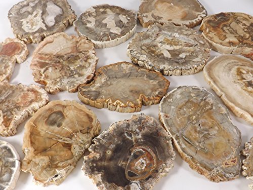 Petrified Wood Slab, A Polished Fossil Stone Tree Specimen Slice From Madagascar, Each Piece Different For A Unique Gift, Medium 2 1/2"-4" Size #TOP2