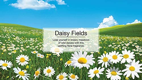 Image of LITTLE TREES Air Fresheners Car Air Freshener. Hanging Tree Provides Long Lasting Scent for Auto or Home. Daisy Fields, 24 Air Fresheners