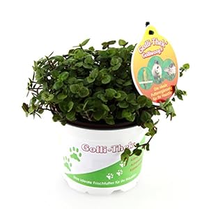 Golliwoog – voederplant voor bartagamen, vogels, cavia’s, konijnen