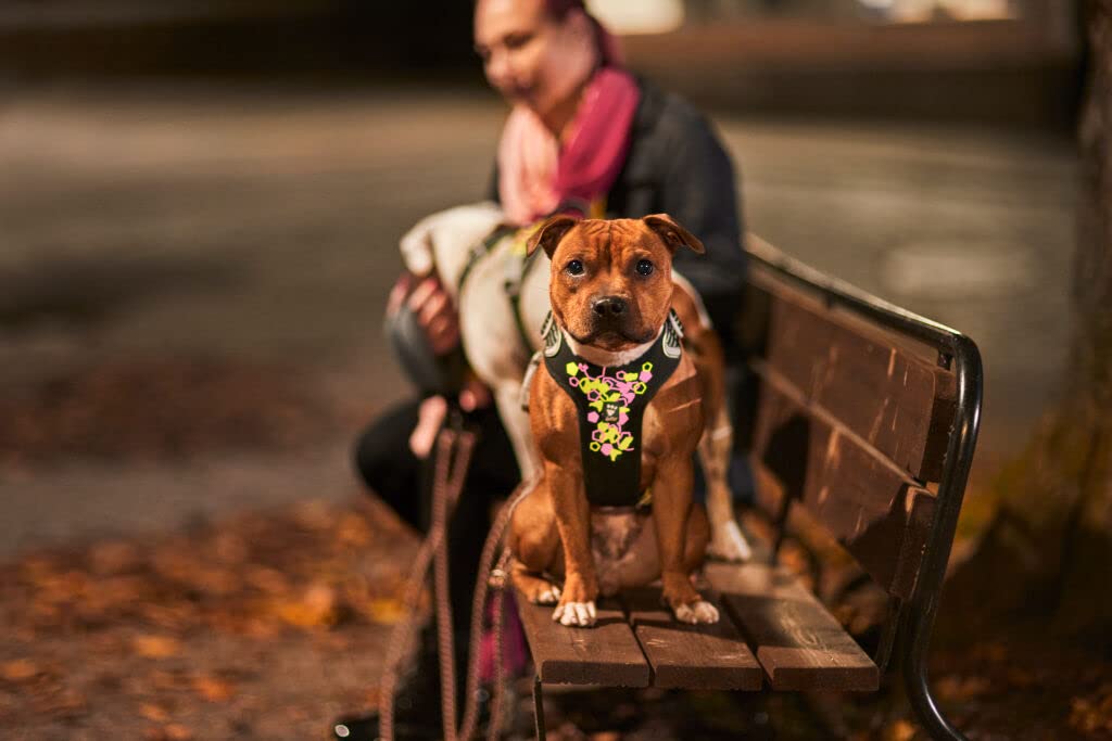 Hurtta Weekend Warrior Neon Hundegeschirr, Brustgeschirr für mittelgroße Hunde, Neon Lakritze, 60-80 cm