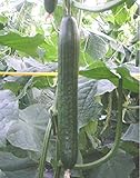seedsown