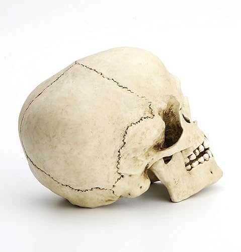 Miniatura 5 de Veronese Design Cráneo humano de 6 1/4" de altura con mandíbula de movimiento escultura de resina realista