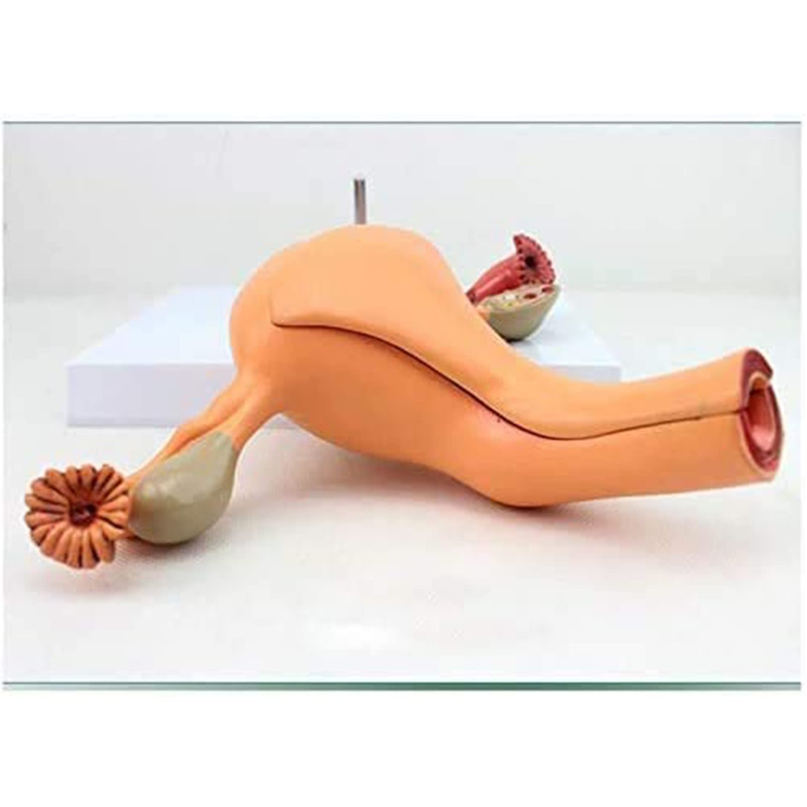 anatomisches Modell, Anatomisches Modell des Gebärmutter-Ovars, Modell Medizinische Lehren, fortgeschrittene mütterliche Struktursimulation für medizinische