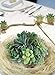 Jelofly Artificial Succulent Plants Assorted 15Pcs Textured Fake Faux Succulent Picks Unpotted Succulent Plants Faux Aloe Cactus String of Pearls Succulent Echeveria Agave Floral Arrangement Accent