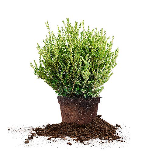 Perfect Plants Wintergreen Boxwood Live Plant, 7 gallon, Includes Care