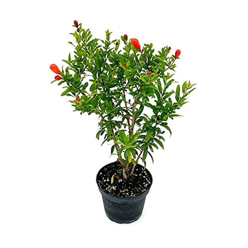 ragnaroc Live Fruit Trees &ndash; Punica Granatum Dwarf Pomegranate 9-12&rdquo; Tall in 4&rdquo; Pot - 1ct...
