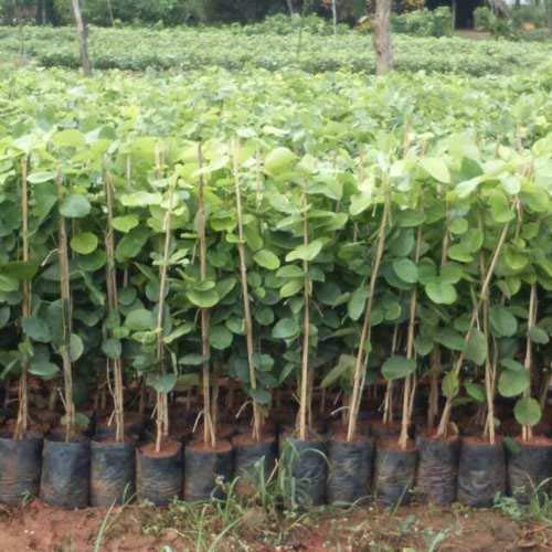 Green Paradise Red Sandalwood Plant Healthy Live Sapling (B07W4TVSZ1) Amazon Price History, Amazon Price Tracker