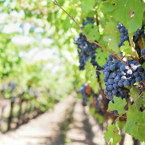 『Check out Mandi's wines of the week ahead of the long weekend!』のカバーアート
