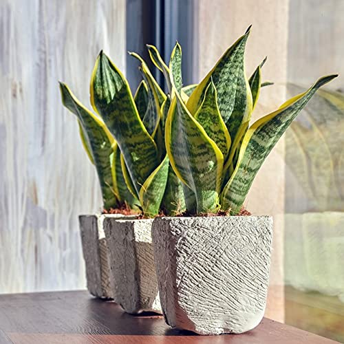 Bloomique - Sansevieria Superba - Bogenhanf - Sukkulenten - Zimmerpflanzen  - Sehr Pflegeleicht - Hhe 20-30 cm - Topf 9 cm : Amazon.de: Garten