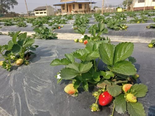 Golden Hills Farm Strawberry Elegant Mignonette Fruit seeds
