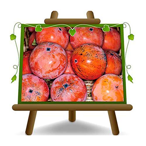 Khaki, Bestäubungsgerät - Obstpflanze auf Topf 26 - Baum max. 200 cm - 4 Jahre Cover