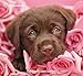 Rachael Hale Dogs Wall Calendar (2015)