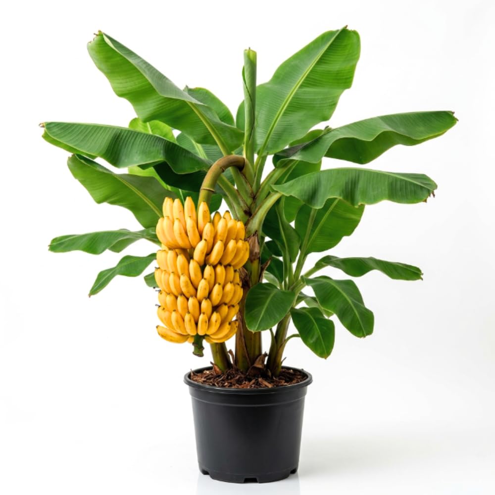 Dwarf Cavendish Banana Tree Plant Live, Live Fruit Tree, 1 Ft Tall, 1 Gal Pot