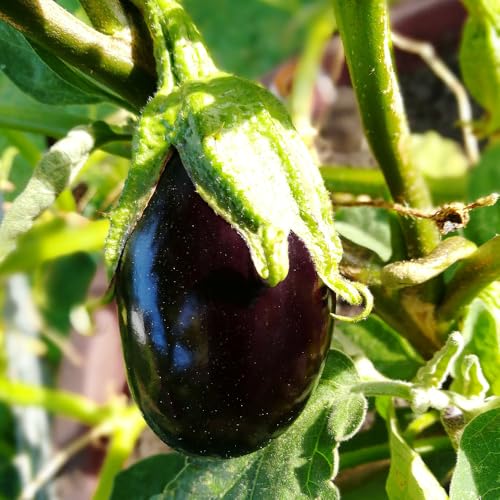 Aubergine Baby Jack Seeds – Incredibly Compact & Productive – for Your Beautiful Kitchen Garden