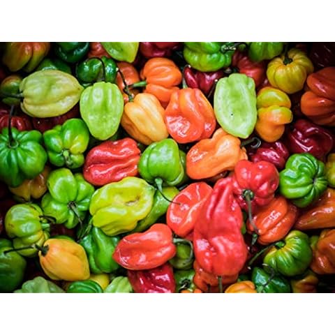 Graines de Piments Habanero - Semisauvage Cover