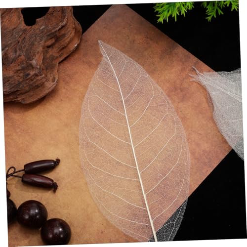 Hojas esqueletizadas naturales para manualidades y decoración miniatura 7