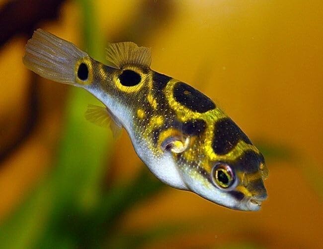 Figure 8 Puffer 1&rdquo; &ndash; Live Freshwater Aquarium Fish &ndash; Rare and Colorful Nano Puffer...