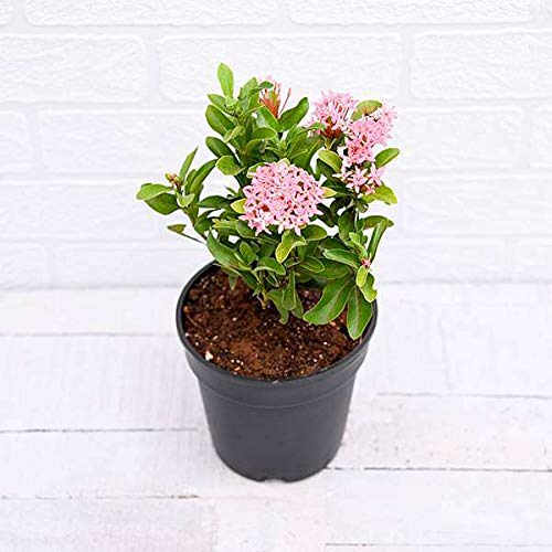 See full amazon price history chart for Ixora Pink Live Natural Outdoor Flowering Plant Ixora Pink Live Natural Outdoor Flowering Plant (B094JT3GX2) Amazon Price History, Amazon Price Tracker