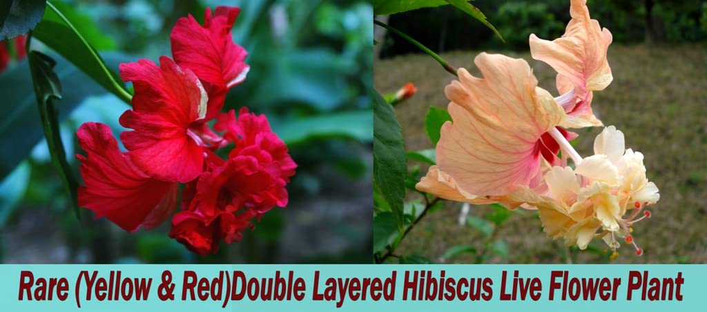 The Gifti Rare Yellow & Red Double Layered dwarf Hibiscus flower plants live For Home Garden (Pack Of 2) (B0BLCXQX91) Amazon Price History, Amazon Price Tracker