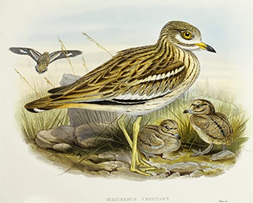 Toile animal oiseau reproduction d'art John Gould pour sublimer votre salon