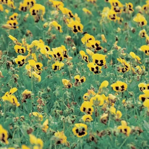 semi di viola del pensiero - perenni resistenti giardino decorazione 50pcs