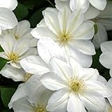 クレマチス 白雪姫 12cm 苗 白色 【ラヌギノーサ系・新旧両枝咲き】四季咲き 大輪 clematis ホワイト