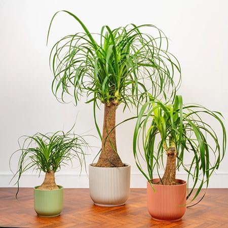 New 50pcs Ponytail Palm Plant Seeds