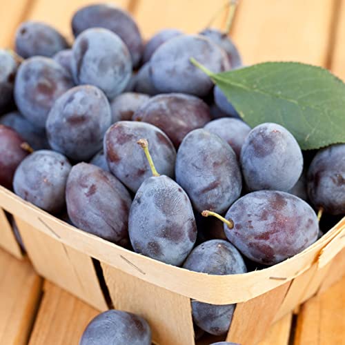 Blue Damson Plum Dormant Starter