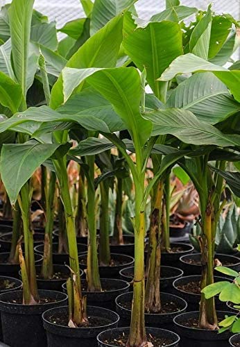 See full amazon price history chart for Plantazee Edensfield Rare Hybrid Banana Tree Palayankodan (Variety Of Banana) 1 Live Healthy Plant. New Plantazee Edensfield Rare Hybrid Banana Tree Palayankodan (Variety Of Banana) 1 Live Healthy Plant. New (B09L6W5Q6T) Amazon Price History, Amazon Price Tracker
