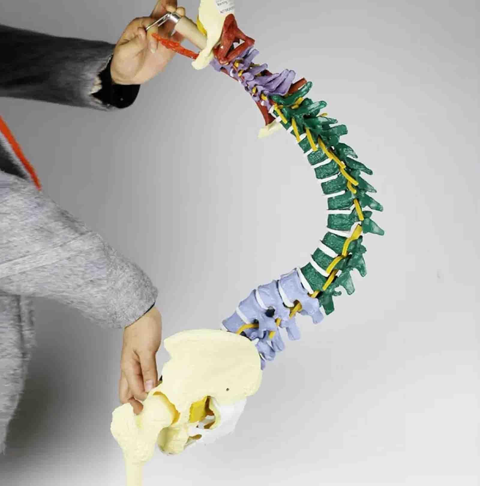 Modelo anatómico de la columna vertebral de 85 cm, con codificación | With Herniated Disk Nerves Arteries Pelvis and Muscle for Medical Teaching
