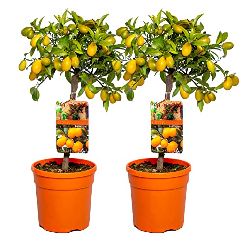 2x Citrus daisy 'Kumquat' - Orange - Fruit tree - Perennifolio - ...