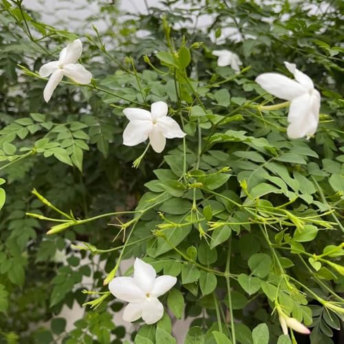 Image of Live Chameli Bel Plant with Pot | Fragrant Jasmine Climbing Vine | Outdoor Flowering Creeper Plant for Home Garden Balcony Terrace