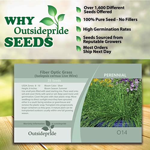 Outsidepride Isolepsis Live Wire Ornamental Grass For Wet Conditions - 50 Seeds #TOP5