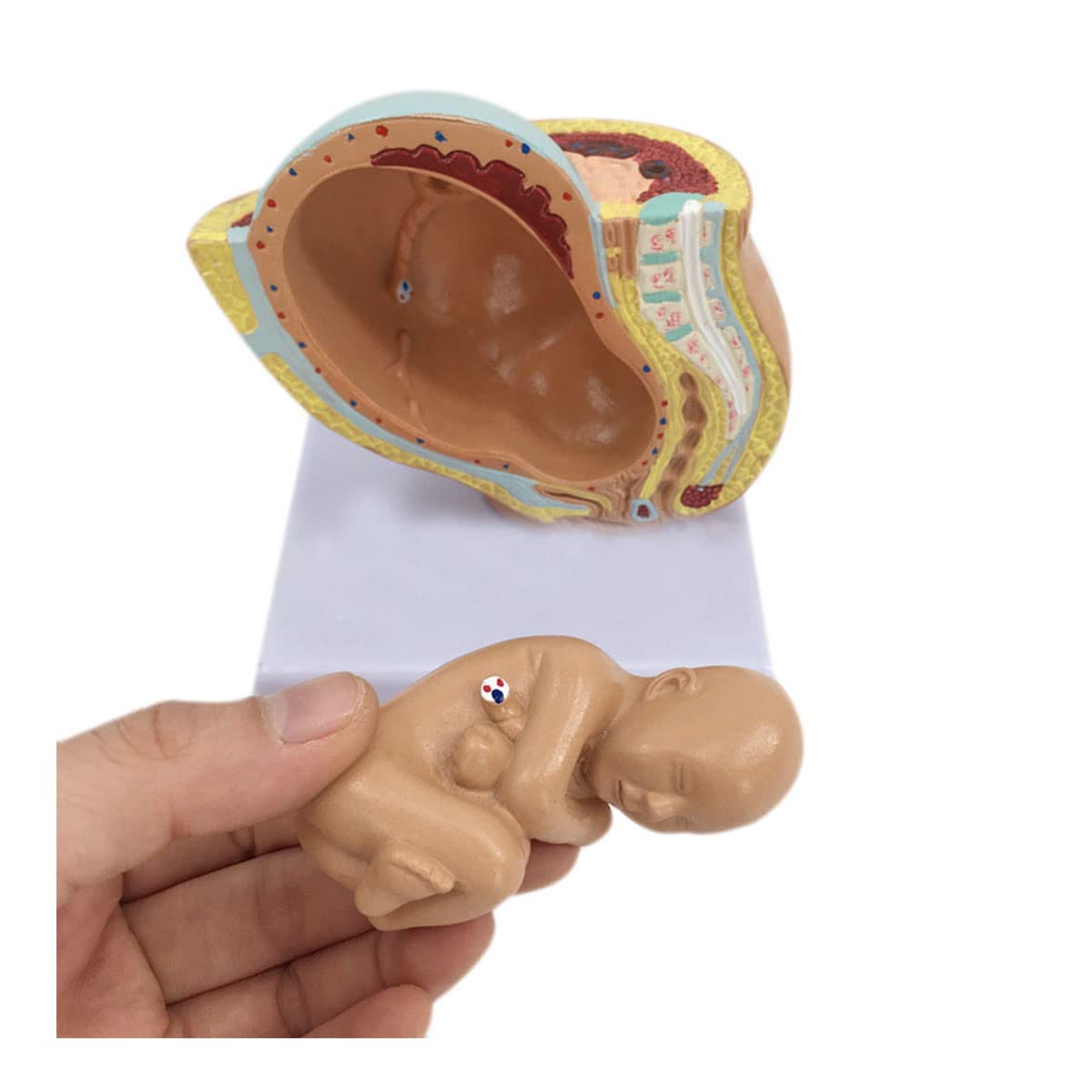 Female Pregnancy Embryo Anatomy Model Human Pregnancy Fetal Development 9th Month Embryo Pelvic Model Female Pelvic Attached Term Fetal Model for Teaching Tool