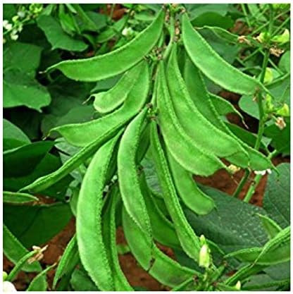 Creeper Lablab Bean (Dolichos) Seeds for Vegetable Gardening - High Yield Arka Amogh Variety (100g)