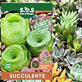 200 pcs Rare Mixed Mini Succulents Seeds for Bonsai & Ornamental Plants - Grow Your Stunning Garden