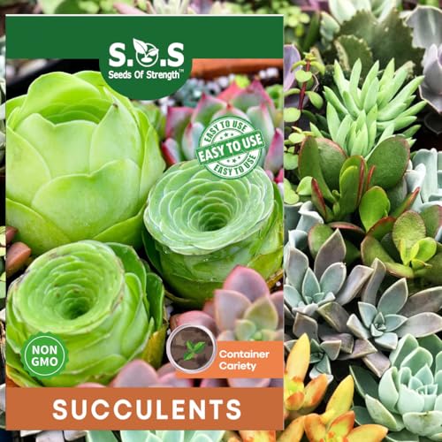 200 pcs Rare Mixed Mini Succulents Seeds for Bonsai &