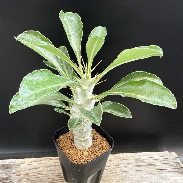 Amazon｜コーデックス：パキポディウム サンデルシー 白馬城 実生